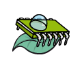 Pflanzen