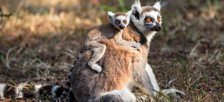 Larvensifakas