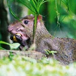 © www.abenteuer-regenwald.de © www.abenteuer-regenwald.de