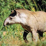 www.abenteuer-regenwald.de www.abenteuer-regenwald.de