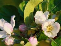Immer im Frühling ist es soweit: An den Bäumen regt sich wieder Leben, sie bekommen Knospen. Daraus werden dann Blätter und Blüten. Apfelblüten im Frühling