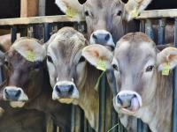 Rinder sind in der hessischen Landwirtschaft die wichtigsten Tiere. Braunvieh schaut in den Futtergang