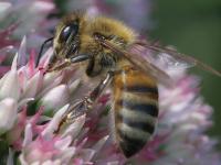 Bienen sind wichtig, weil sie die Pflanzen bestäuben. Biene sitzt auf einer rosa Blume
