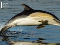 Delfindiplom, (c) WDC