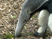 Ameisenbär auf Futtersuche Großer Ameisenbär