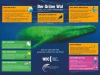 Alle Infos zum Grünen Wal auf einen Blick Grüner Wal Bildungsposter