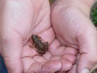 Werde selbst Naturschützer! Naturschutz: Minifrosch in Kinderhand