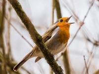 Ein singendes Rotkehlchen Vogelquiz: Singendes Rotkehlchen