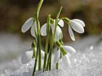 Schneeglöckchen im Schnee