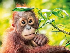 Ein junger Orang Utan im Regenwald