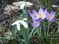 Die Jahreszeit Frühling