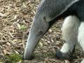 Ameisenbär auf Futtersuche Großer Ameisenbär